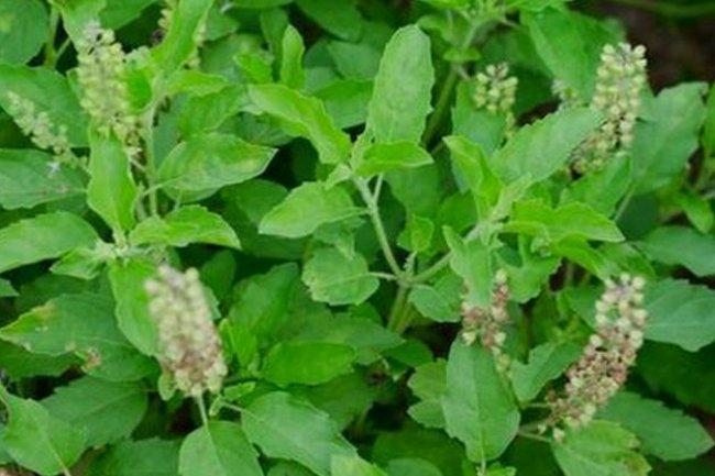 தெய்வீக விருட்சங்களின் அற்புத சக்திகள் பற்றி தெரியுமா? 